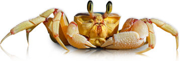 crab7