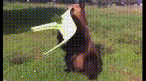 gif-bear-chair-713307