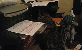 Кот и принтер