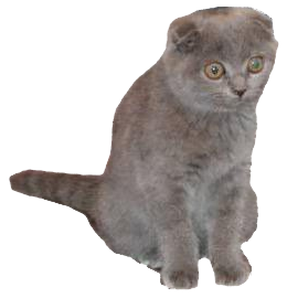 Якобы "упоротый" кот