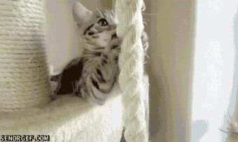 котэ-гифки-паникапаника-722171