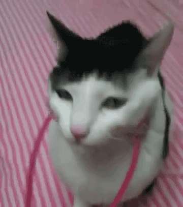 tumblr_mntlkmN5YS1qbyxr0o1_400