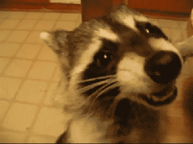 гифки-песочница-енот-камера-70379