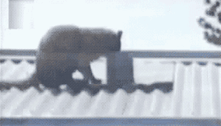 гифки-енот-или-котэ-529639