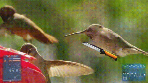 гифки-колибри-Hummingfield-3-729248