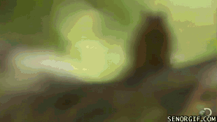 Бурундуки месяцца