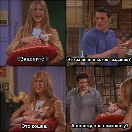 сфинкс друзья