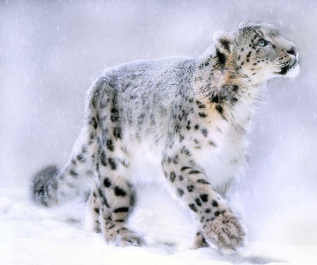 snow-leopard2