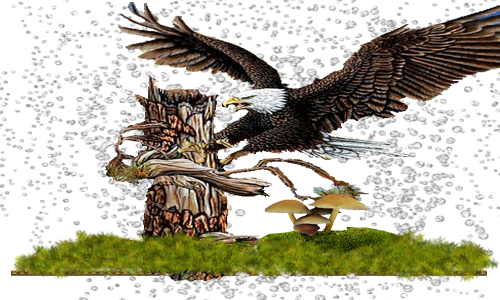 БЕЛОГОЛОВЫЙ-2