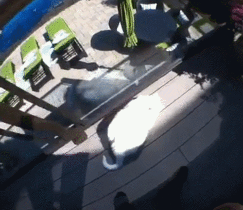 котэ-гифки-747893