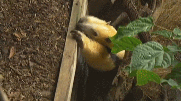 гифки-Муравьед-в-комментах-ещё-538249