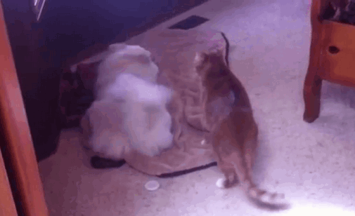 собака-котэ-ярость-фаталити-755602