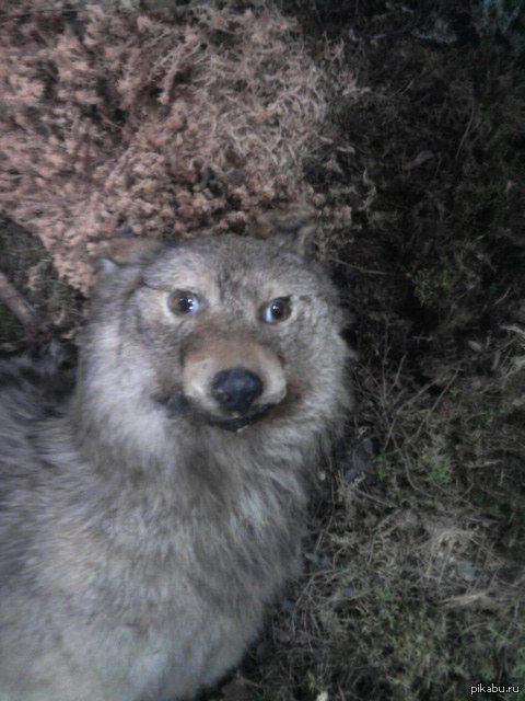 art-охуительные-олени-309380