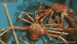 в-мире-животных-крипота-гифки-775256