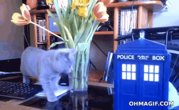 1373447329_1396421505