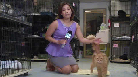 гифки-котэ-782313