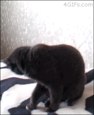 гифки-котэ-песочница-784413