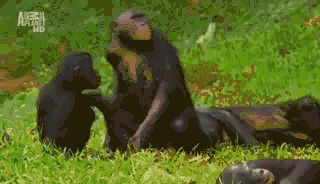 sut_zhenskoi_logiki_obezyany_yapfiles.ru 00_00_18-00_00_28