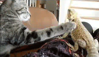 гифки-котэ-ящерица-801256