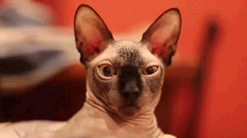 1374858808_1371809804