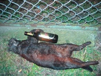 c19a502851c09a03f0d944c6d696b110