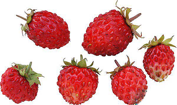 1340608826_glgefojtbptsn5k