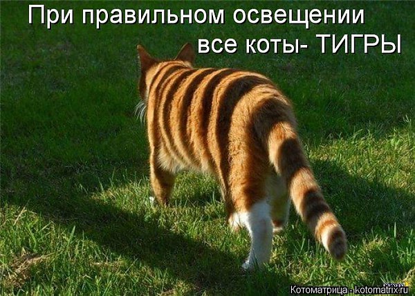 котэ