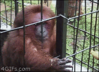 gif-monkey-banana-811119