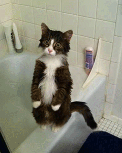 котик