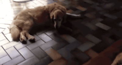 gif-cat-dog-bed-823150
