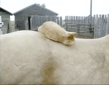 гифки-котэ-826326