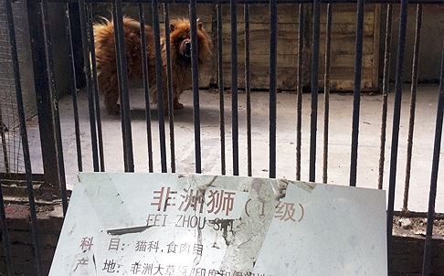 china_zoo_dog