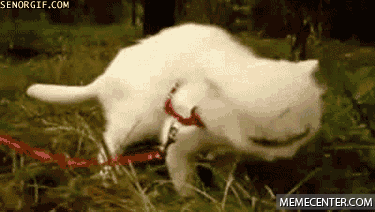 when-im-really-hungry-and-i-hear-the-pizza-delivery-man-ringing-the-doorbell_o_749192