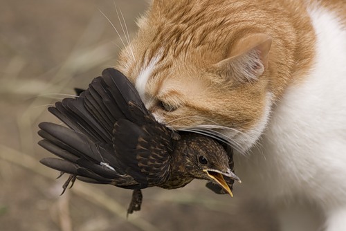 post-3-12584335311695