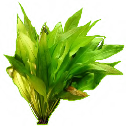 fishtank_plant1
