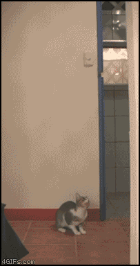 kot&bat
