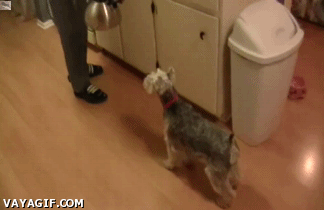 гифки-собака-живность-чайник-857540