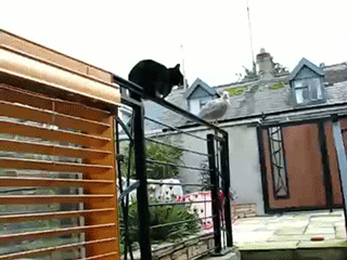 гифки-котэ-живность-858504