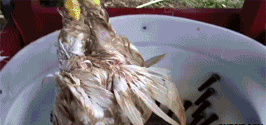 daily_gifdump_448_09