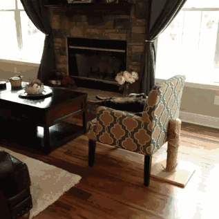 гифки-котэ-живность-868617