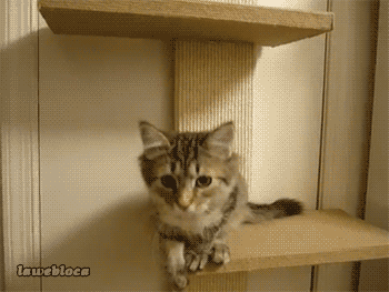 tumblr_msfmmiwNq21s02vreo1_400