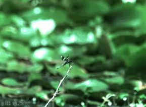 1265387942_frog-vs-dragonfly