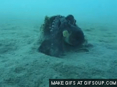 0cd9309b390cc2a7ed2623fafa5e9a3e