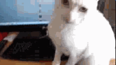 гифки-отстань-от-телика!-и-за-комп-не-лезь!-876070