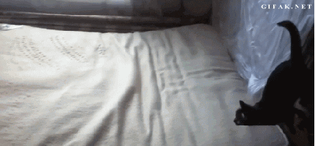 котэ-живность-гифки-fuck-gravity-876448