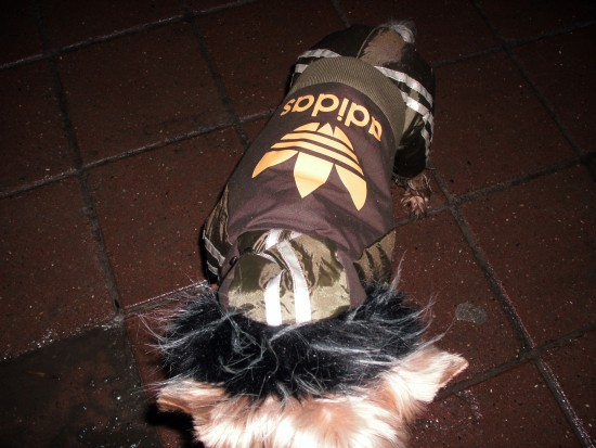 Пес в Адидасе