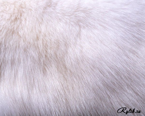 1295363019_mex-5-kopiya