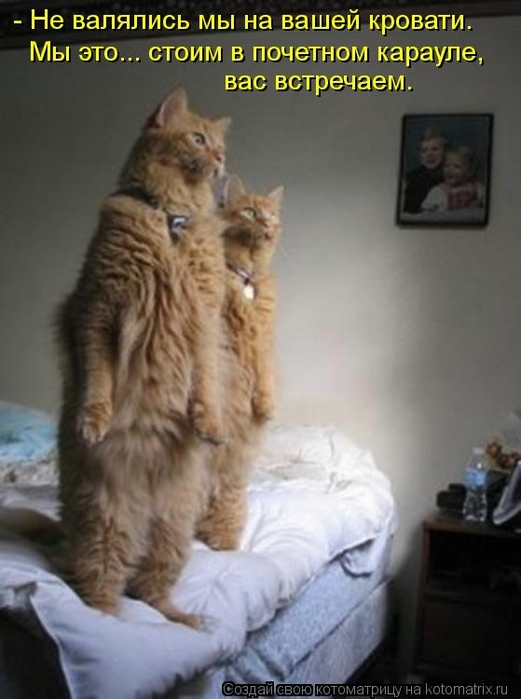 105413784_large_kotomatritsa_dd