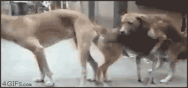 Три собаки ебуться