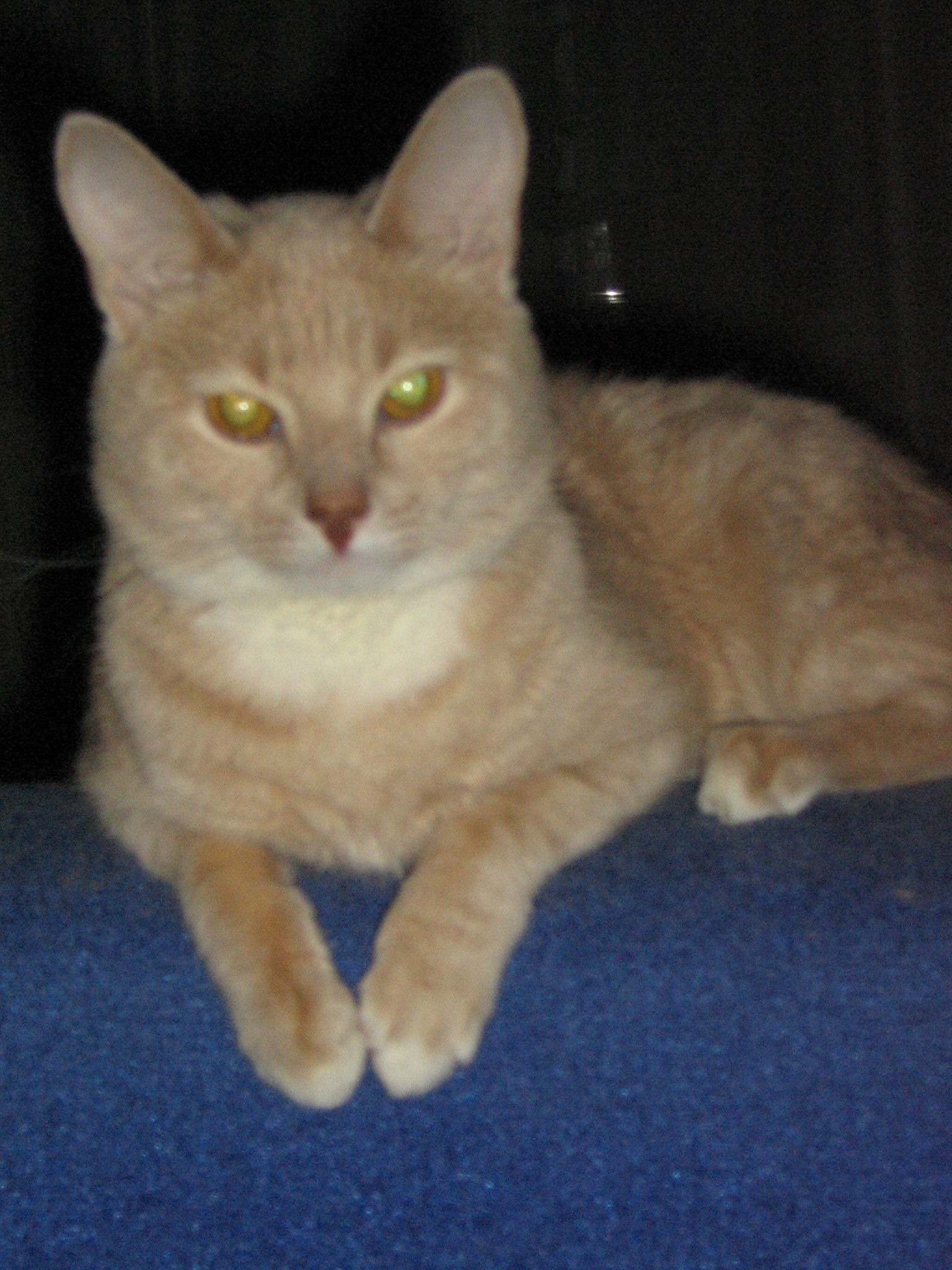 Мой котёнок